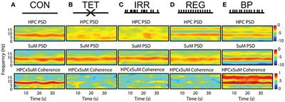 A Critical Assessment of Directed Connectivity Estimates with Artificially Imposed Causality in the Supramammillary-Septo-Hippocampal Circuit